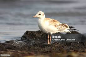 Attēlu rezultāti vaicājumam “Larus ridibundus juvenile”