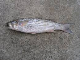 Image result for Mugil cephalus