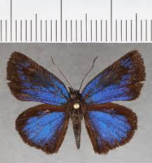 Attēlu rezultāti vaicājumam “Hesperiidae”