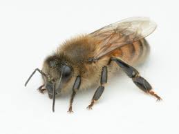 Attēlu rezultāti vaicājumam “Apis mellifera”