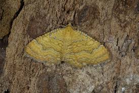 Attēlu rezultāti vaicājumam “Camptogramma bilineata”