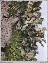 Attēlu rezultāti vaicājumam “Tuckermannopsis chlorophylla”