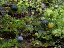 Attēlu rezultāti vaicājumam “Colloderma robustum”