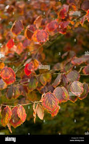 Attēlu rezultāti vaicājumam “Hamamelis japonica leaf”