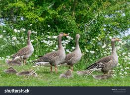 Attēlu rezultāti vaicājumam “Anser anser juvenile”