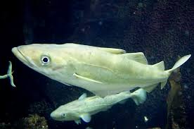 Image result for Pollachius pollachius