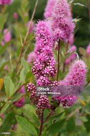 Attēlu rezultāti vaicājumam “Spiraea salicifolia flower”