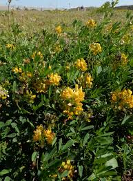 Attēlu rezultāti vaicājumam “Medicago x varia  flower”
