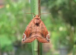 Attēlu rezultāti vaicājumam “Cosmia pyralina”