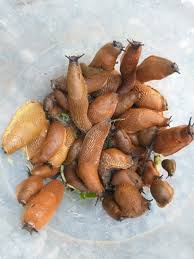 Attēlu rezultāti vaicājumam “Krynickillus melanocephalus”