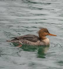 Attēlu rezultāti vaicājumam “Mergus merganser female”