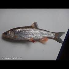 Image result for Squalius cephalus cavedanus