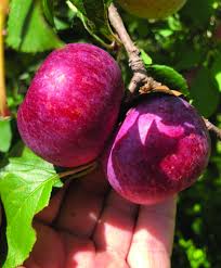 Attēlu rezultāti vaicājumam “Malus domestica fruit”
