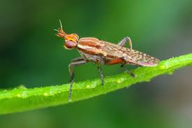 Attēlu rezultāti vaicājumam “Sciomyzidae”