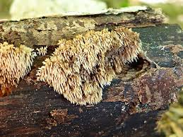 Attēlu rezultāti vaicājumam “Gloiodon strigosus”