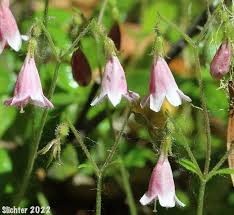 Attēlu rezultāti vaicājumam “Linnaea borealis flower”
