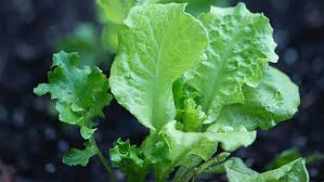 Image result for Pflücksalat