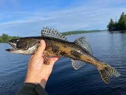 Image result for Sander canadensis