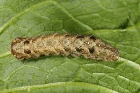 Attēlu rezultāti vaicājumam “Axylia putris”