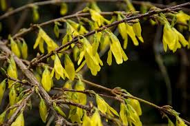 Attēlu rezultāti vaicājumam “Forsythia viridissima flower”