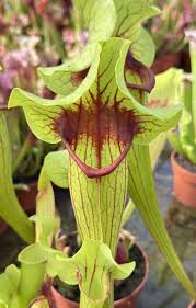 Attēlu rezultāti vaicājumam “Phronia sp.”