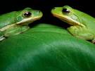 Green Tree Frog