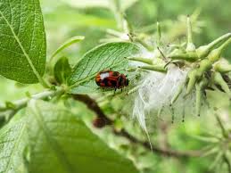 Attēlu rezultāti vaicājumam “Gonioctena viminalis”