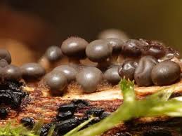 Attēlu rezultāti vaicājumam “Diderma montanum macro”