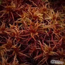 Attēlu rezultāti vaicājumam “Sphagnum platyphyllum”