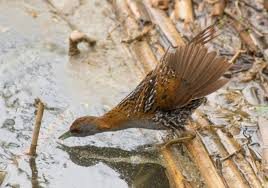 Image result for Porzana pusilla