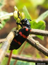 Attēlu rezultāti vaicājumam “Meloidae”