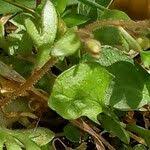 Attēlu rezultāti vaicājumam “Saxifraga tridactylites fruit”