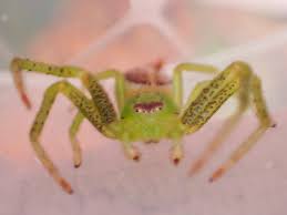 Attēlu rezultāti vaicājumam “Diaea dorsata male”