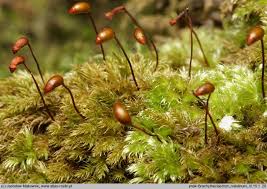 Attēlu rezultāti vaicājumam “Brachytheciastrum velutinum”