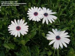 Image result for Dimorphotheca pluvialis