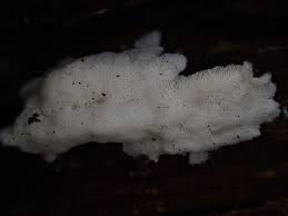 Attēlu rezultāti vaicājumam “Postia rennyi”