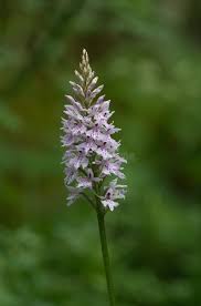 Attēlu rezultāti vaicājumam “Dactylorhiza fuchsii bud”