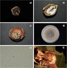 Attēlu rezultāti vaicājumam “Licea castanea spores”