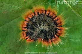 Attēlu rezultāti vaicājumam “Macrothylacia rubi”