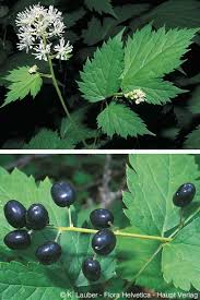 Attēlu rezultāti vaicājumam “Actaea spicata”