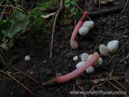 Attēlu rezultāti vaicājumam “Mutinus ravenelii”