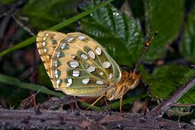 Attēlu rezultāti vaicājumam “Argynnis aglaja underside”