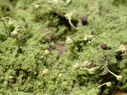 Attēlu rezultāti vaicājumam “Chaenotheca furfuracea”