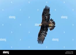 Attēlu rezultāti vaicājumam “Aquila chrysaetos adult”