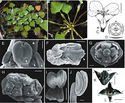 Attēlu rezultāti vaicājumam “Trapaceae”
