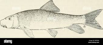 Image result for Moxostoma erythrurum