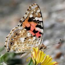 Attēlu rezultāti vaicājumam “Vanessa cardui upperside”