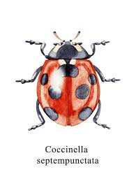 Attēlu rezultāti vaicājumam “Coccinella septempunctata imago”