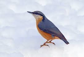 Image result for Sitta europaea