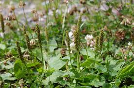 Attēlu rezultāti vaicājumam “Plantago major subsp. intermedia leaf”